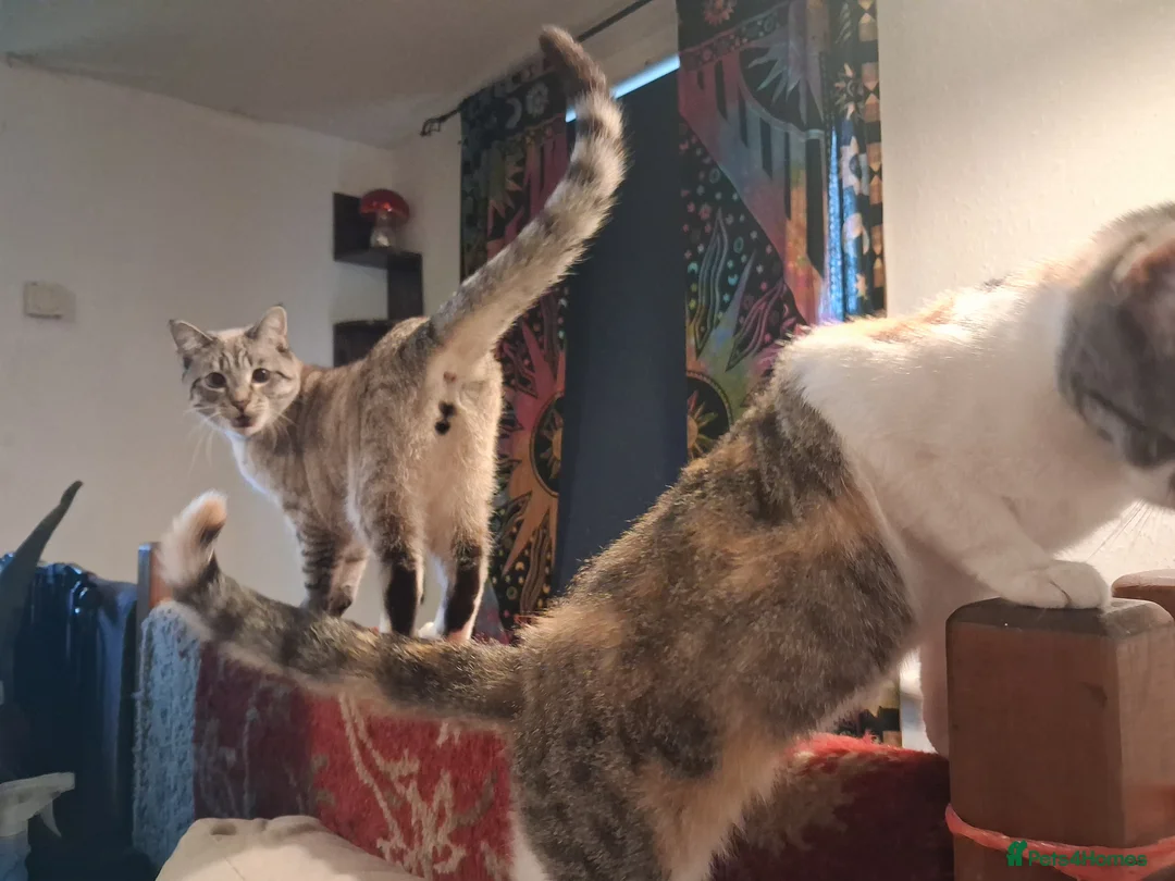 Mixed Breed cats for sale: White a gray cat for sale - Advert 2