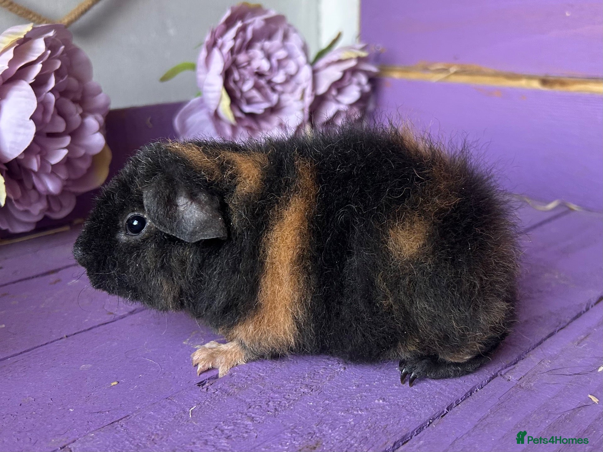 Guinea Pig rodents Baby Teddy Boy  - Advert 2