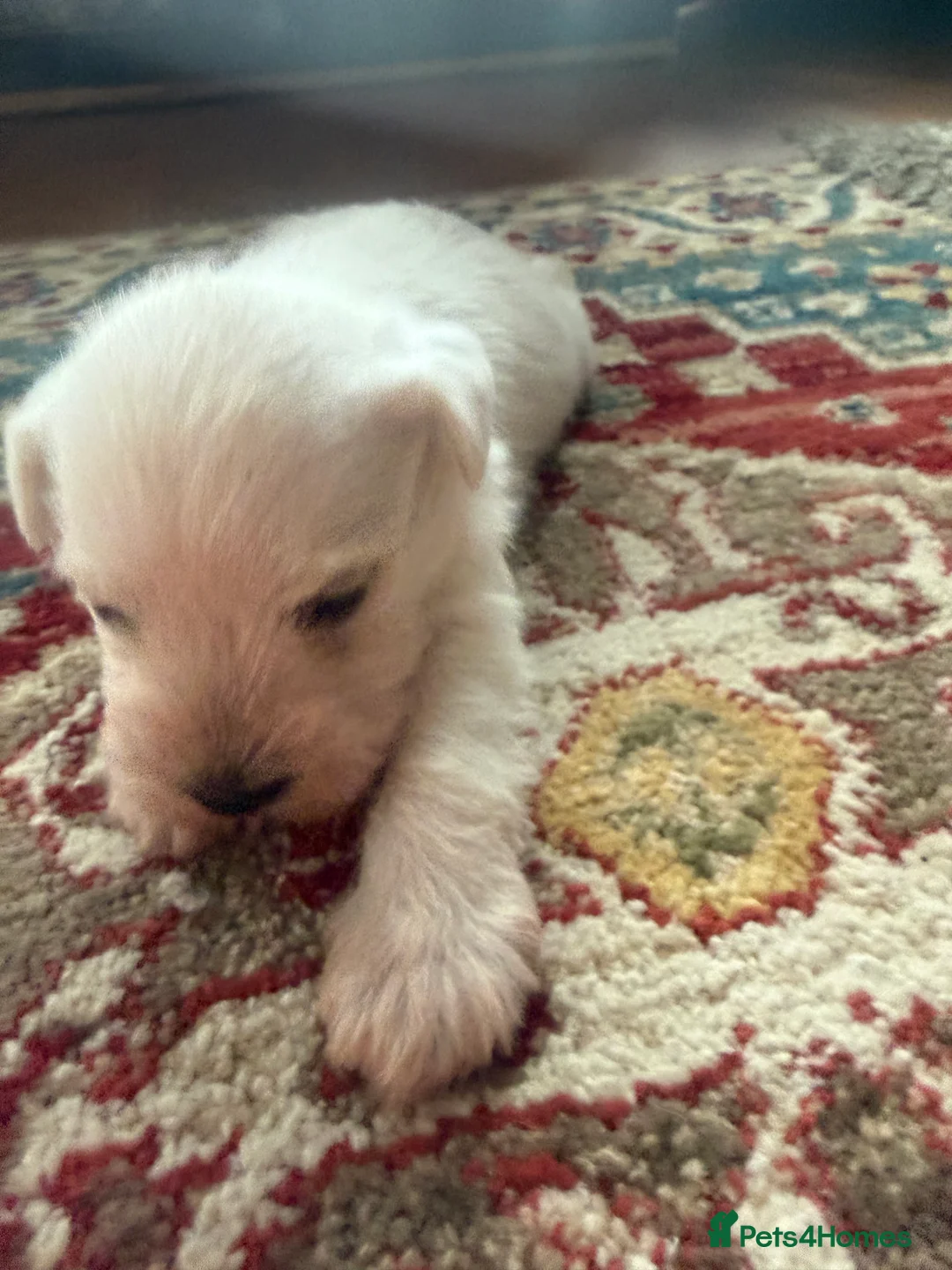 Miniature Schnauzer dogs for sale: White state miniature schnauzer pups in Neath - Advert 5