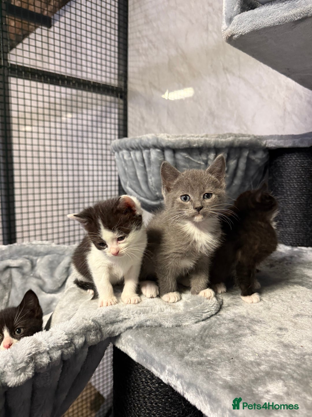 Ragdoll cats for sale: Half Ragdoll Kittens - Advert 7