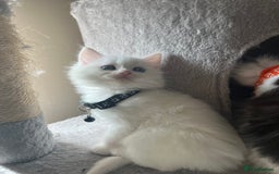 Turkish Angora cats for sale: Turkish Angora/ Ragdoll kittens for SALE !!! - Image 4