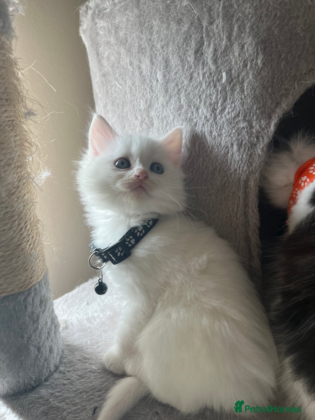 Turkish Angora cats for sale: Turkish Angora/ Ragdoll kittens for SALE !!! - Image 4