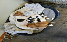 Jack Russell dogs for sale: 3 male Jack russel puppys  - Advert 1