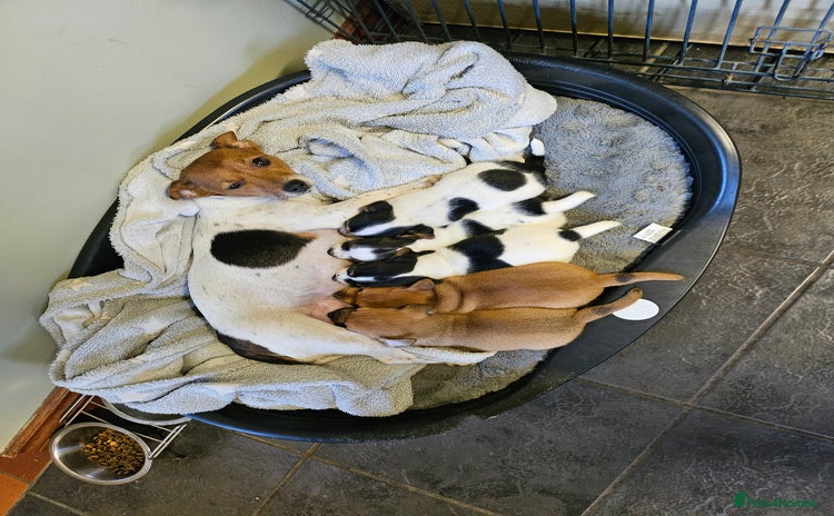 Jack Russell dogs 3 male Jack russel puppys  - Advert 1