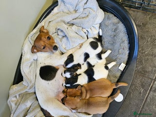 Jack Russell dogs 3 male Jack russel puppys - Advert 4