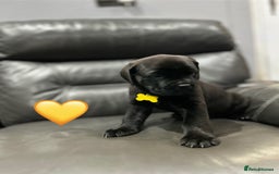 Cane Corso dogs for sale: Chunky Cane Corso Cross Pups – Ready Next Week! - Image 9