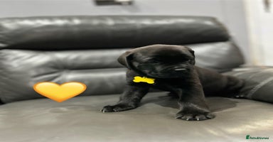 Cane Corso dogs - Advert 11
