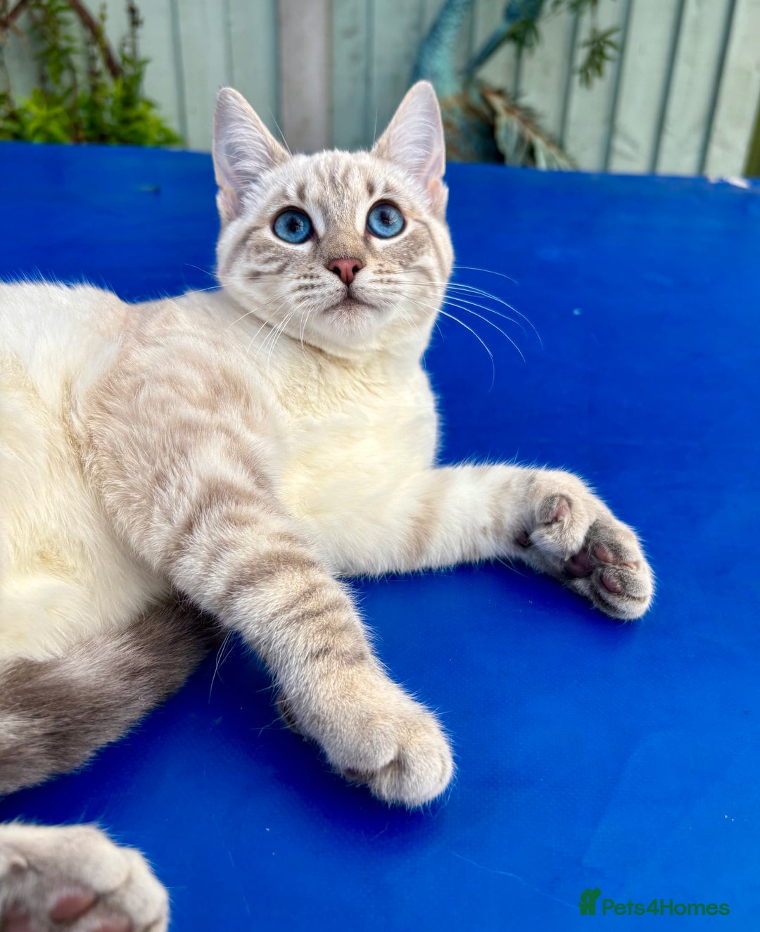 Keetso cats for sale: Superb polydactyl girl - Advert 24