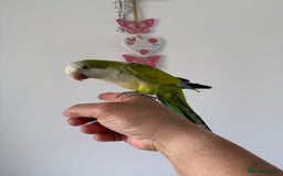 Cockatiels birds for sale: BEAUTIFUL BABY HAND REARED COCKATIEL / BIRDS  in Liverpool - Image 17