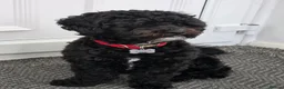 Shihpoo dogs for stud: Toy Shih-Poo Stud – Cookie  - Advert 2