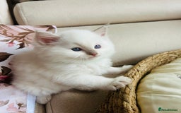 Ragdoll cats for sale: Ragdoll kittens  - Image 4