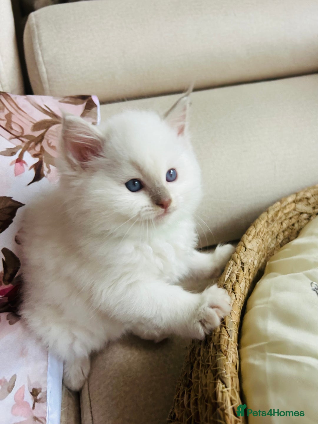 Ragdoll cats for sale: Ragdoll kittens  - Image 4