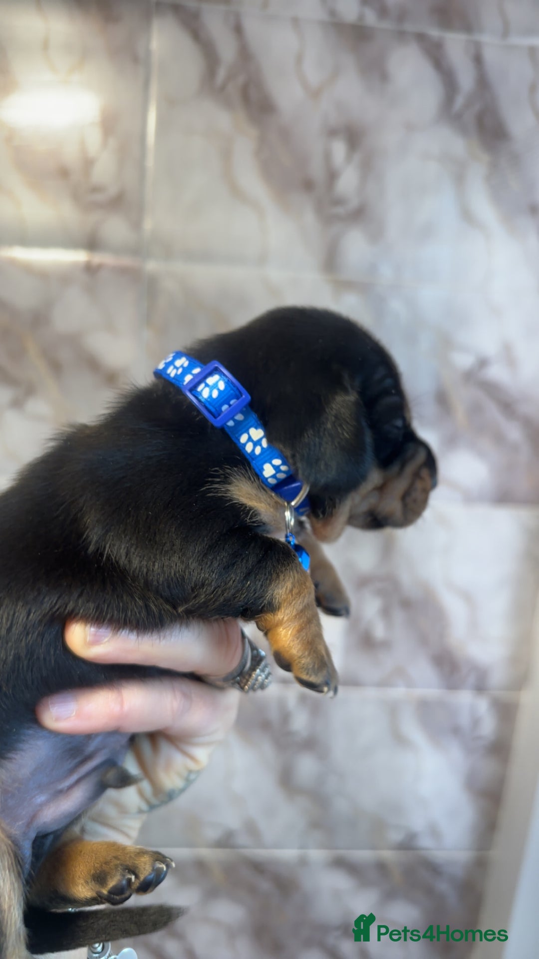 Dachshund dogs for sale: Lovely little Dashound puppies - Advert 11