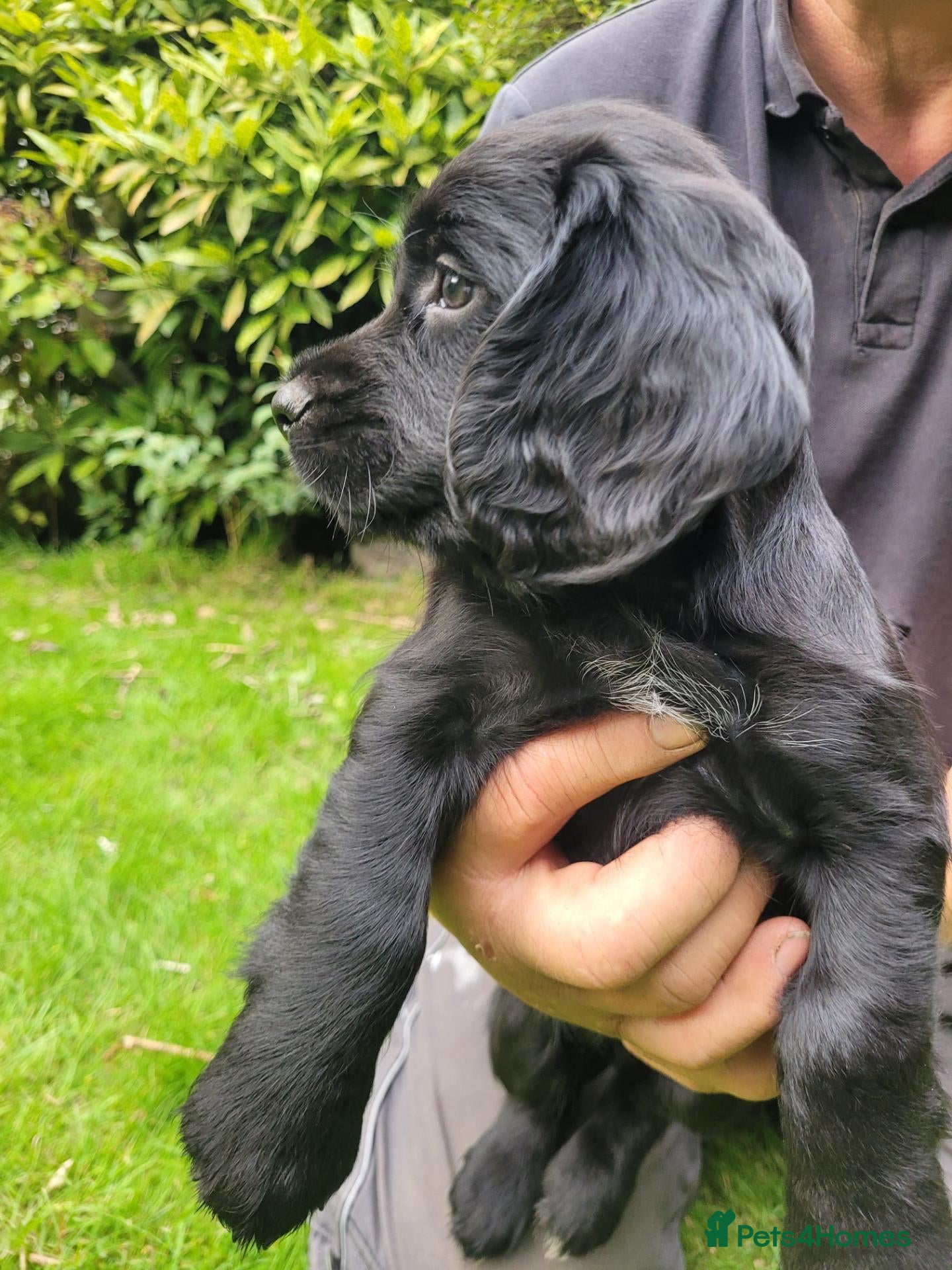 Cocker Spaniel dogs KC registered working cockers - Advert 2