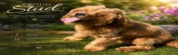 Cavapoo dogs for stud: F1 Cavapoo Proven Stud - Extensively Health Tested - Advert 1