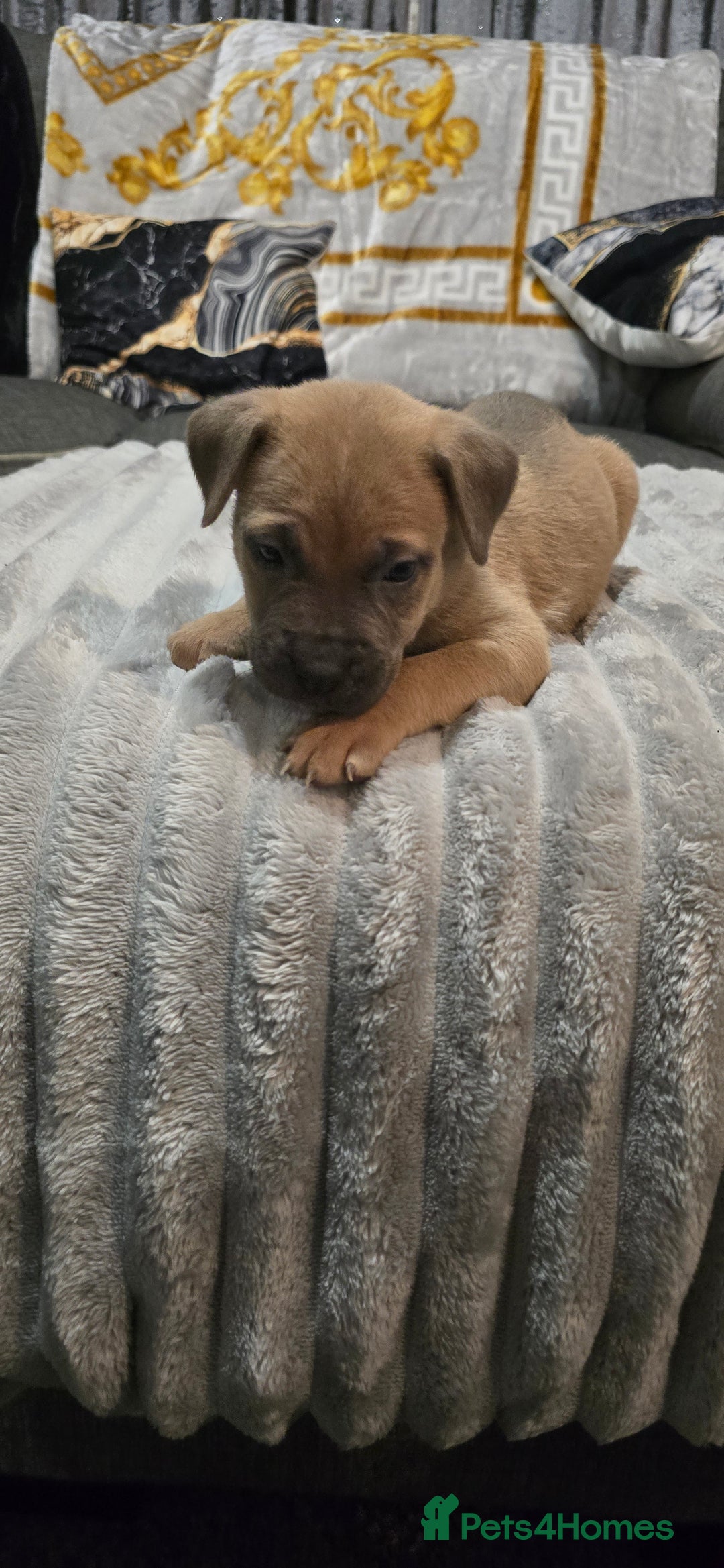 Mixed Breed dogs for sale: Staffy x Japanese akitas and cane corso pups - Advert 7