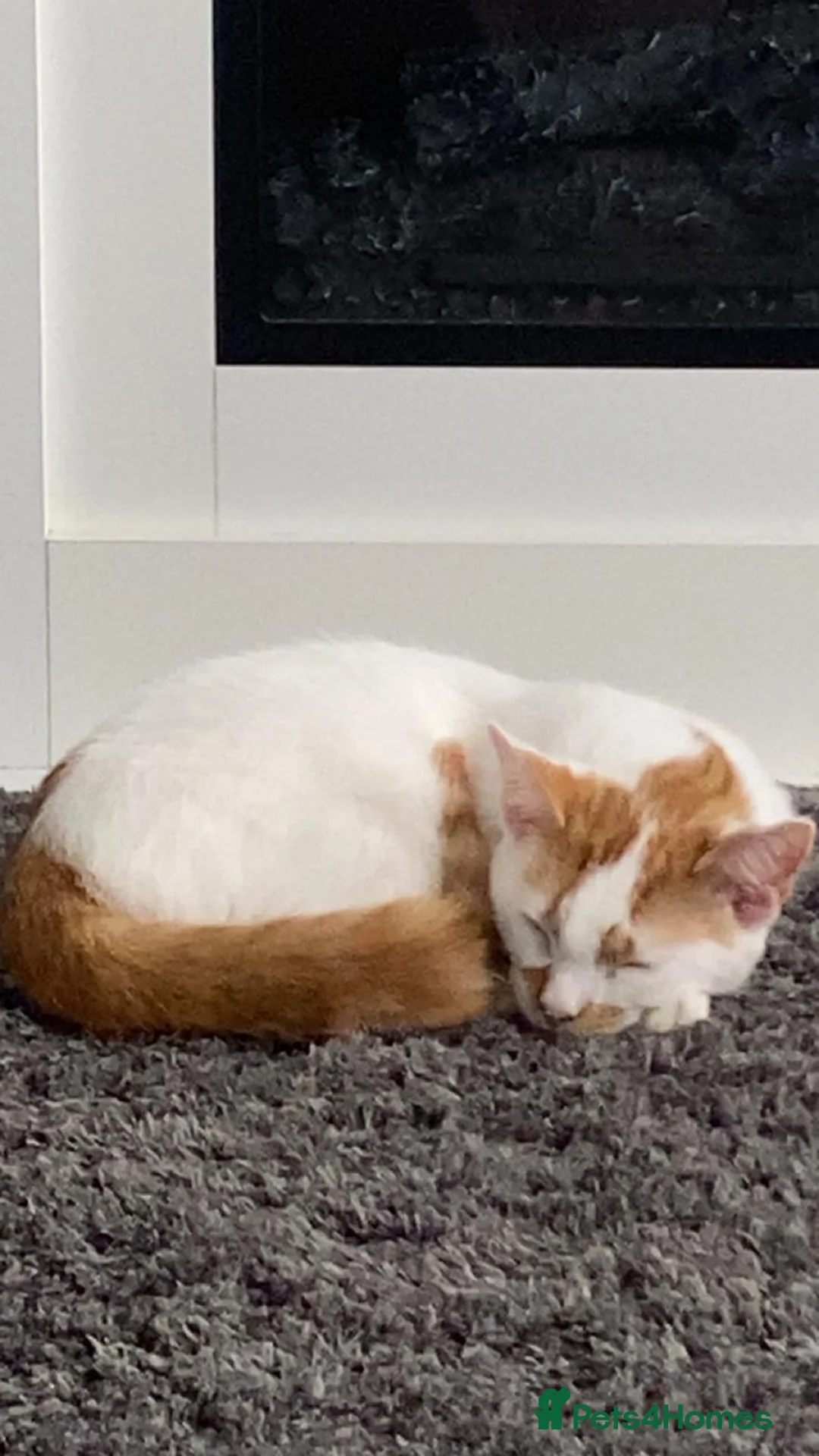 Mixed Breed cats for sale: White and ginger male  in Rotherham - Advert 2