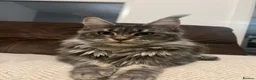 Maine Coon cats for sale: Active Maine Coon Blue Tabby Female - Advert 5