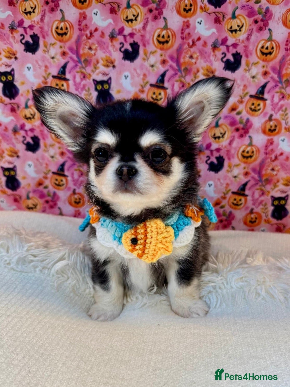 Chihuahua dogs for sale: 🤎🐾🖤Exotic LC RKC Husky Marking Boys🖤🐾🤎 - Advert 2