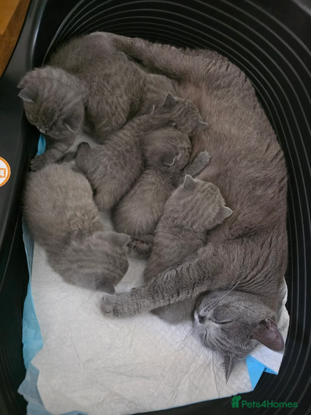 British Shorthair cats for sale: Beautiful British Shorthair kittens  - Advert 2