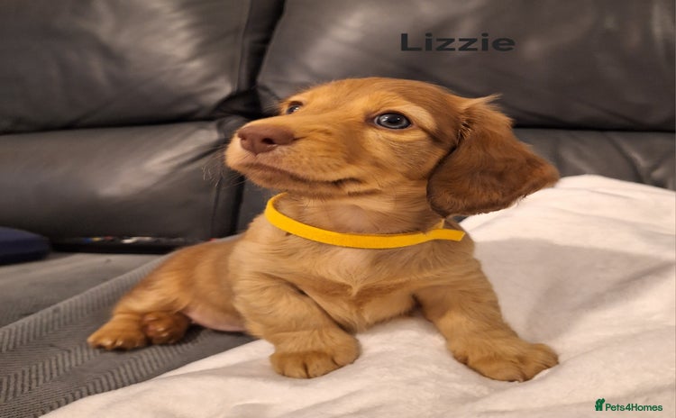 Miniature Dachshund dogs - Advert 10