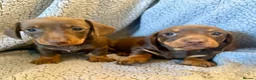Miniature Dachshund dogs for sale: STUNNING SMOOTH HAIR MINI DACHSHUND PUPPIES  - Advert 11