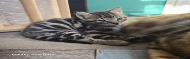 Jack