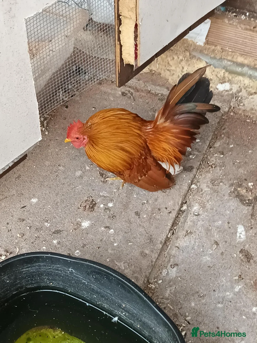 Chickens poultry for sale: Serama Cockrel in Leicester - Advert 1