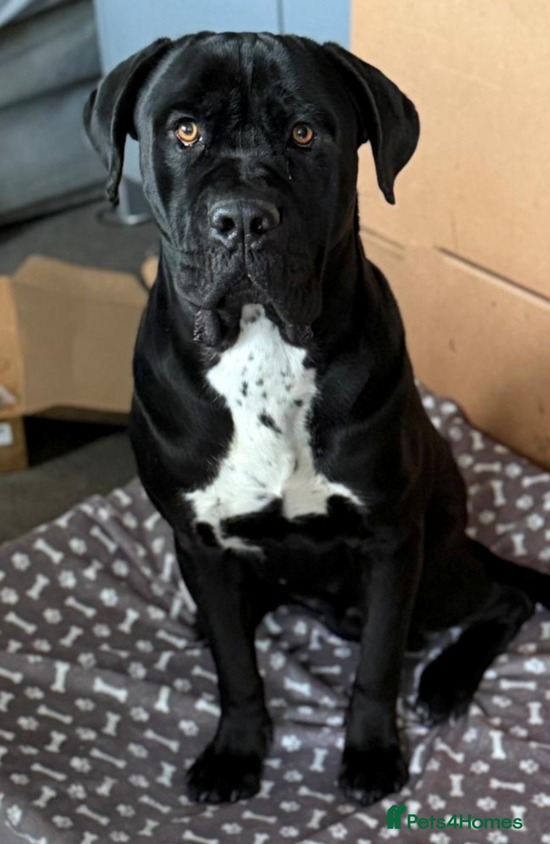 Cane Corso dogs for sale: Cane Corso  - Advert 2