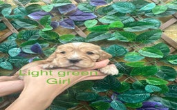 Cocker Spaniel dogs for sale: Superb show type cocker spaniel puppies.  - Image 5