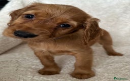 Cocker Spaniel dogs for sale: Extensively Health Tested KC Cocker Spaniels  - Image 8