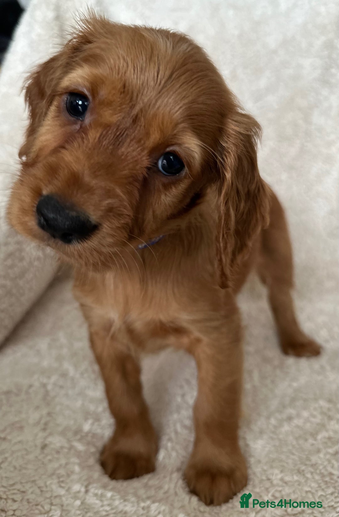 Cocker Spaniel dogs for sale: Extensively Health Tested KC Cocker Spaniels  - Image 8