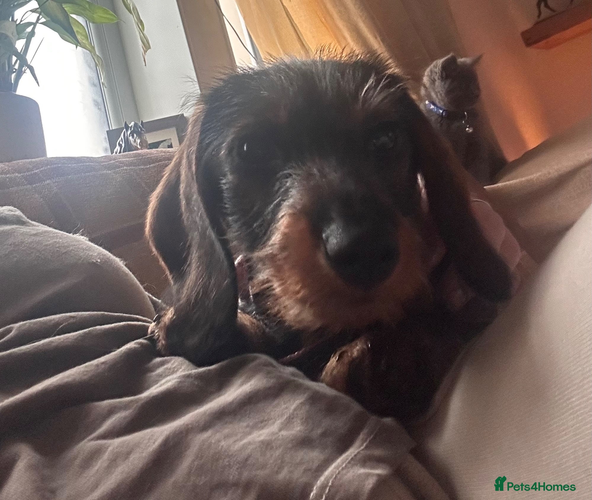 Dachshund dogs 2yr old female (Teckel) wire-haired Dachshund  - Advert 3