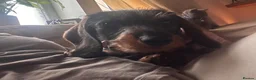 Dachshund dogs for sale: 2yr old female (Teckel) wire-haired Dachshund  - Advert 1