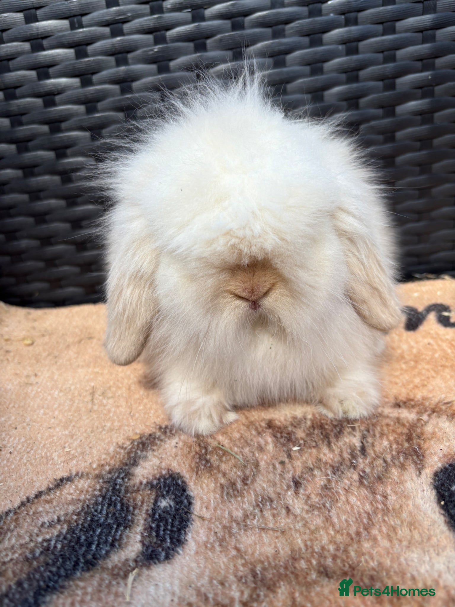 Mini Lion Lop rabbits UPDATED 09/06 ready now lionlops - Advert 1