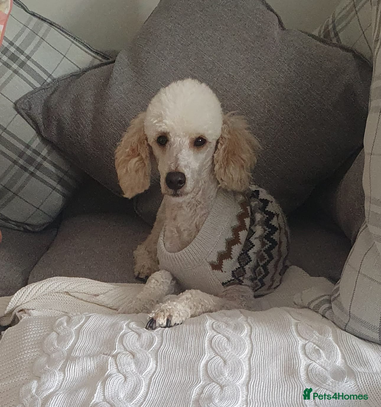 Miniature Poodle dogs Miniature poodle for stud in Girvan - Advert 2