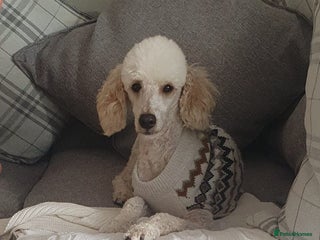 Miniature Poodle dogs in Girvan - Advert 8