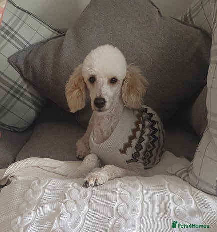 Miniature Poodle dogs in Girvan - Advert 1