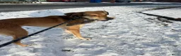 Mixed Breed dogs for adoption: Meet Barney, currently residing in Cheshire  in Nantwich - Advert 3