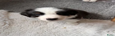 Border Collie 2
