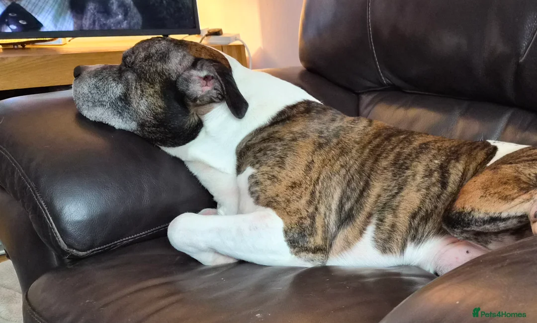 Staffordshire Bull Terrier dogs for sale: Gentle staffy boy,  loves cudfdes - Advert 2