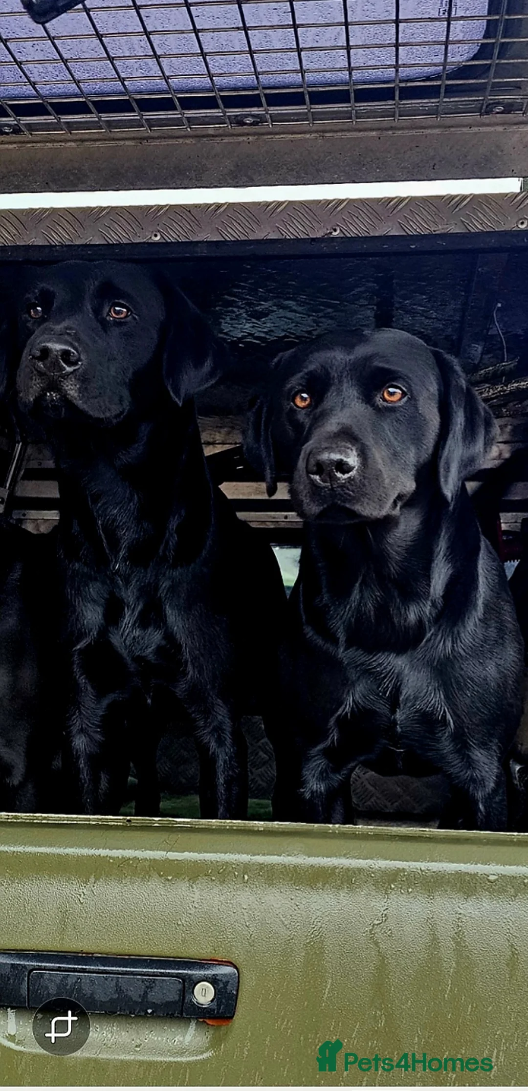 Labrador Retriever dogs for stud: Working labradror gundog for stud - Advert 2