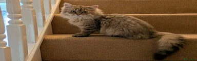 Siberian 1