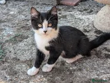 Mixed Breed 3 - Litter 1 born 15th May
