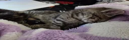 Mixed Breed cats for sale: 3 beautiful kittens for sale - Advert 8