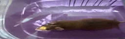 Mouse rodents for sale: Two female fancy mice with cage  - Advert 2