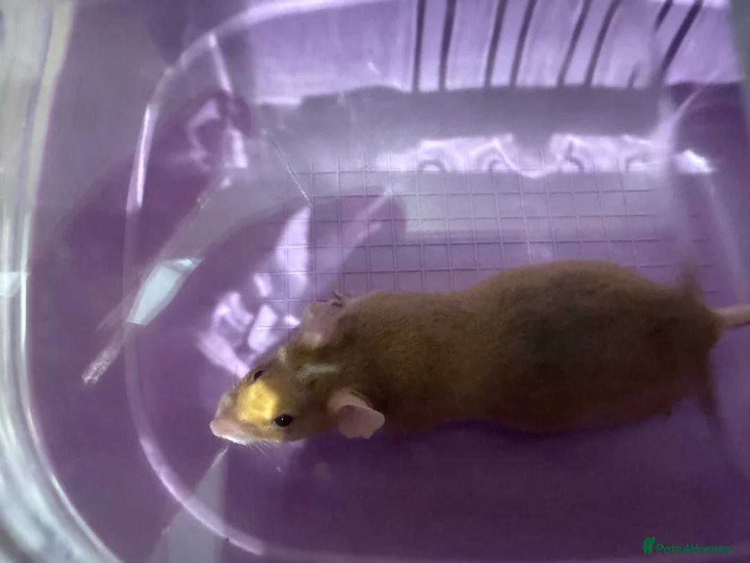 Mouse rodents for sale: Two female fancy mice with cage  - Advert 2