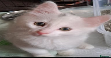 Mixed Breed cats - Advert 5