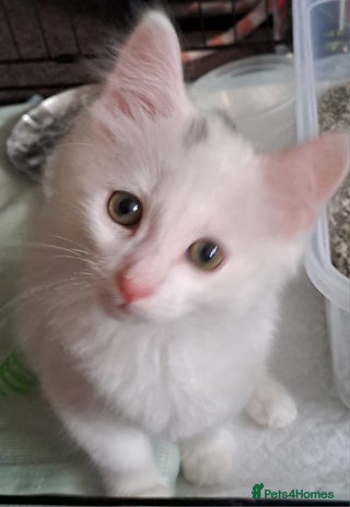 Mixed Breed cats - Advert 16