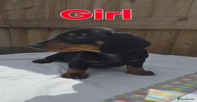 Dachshund dogs - Advert 11